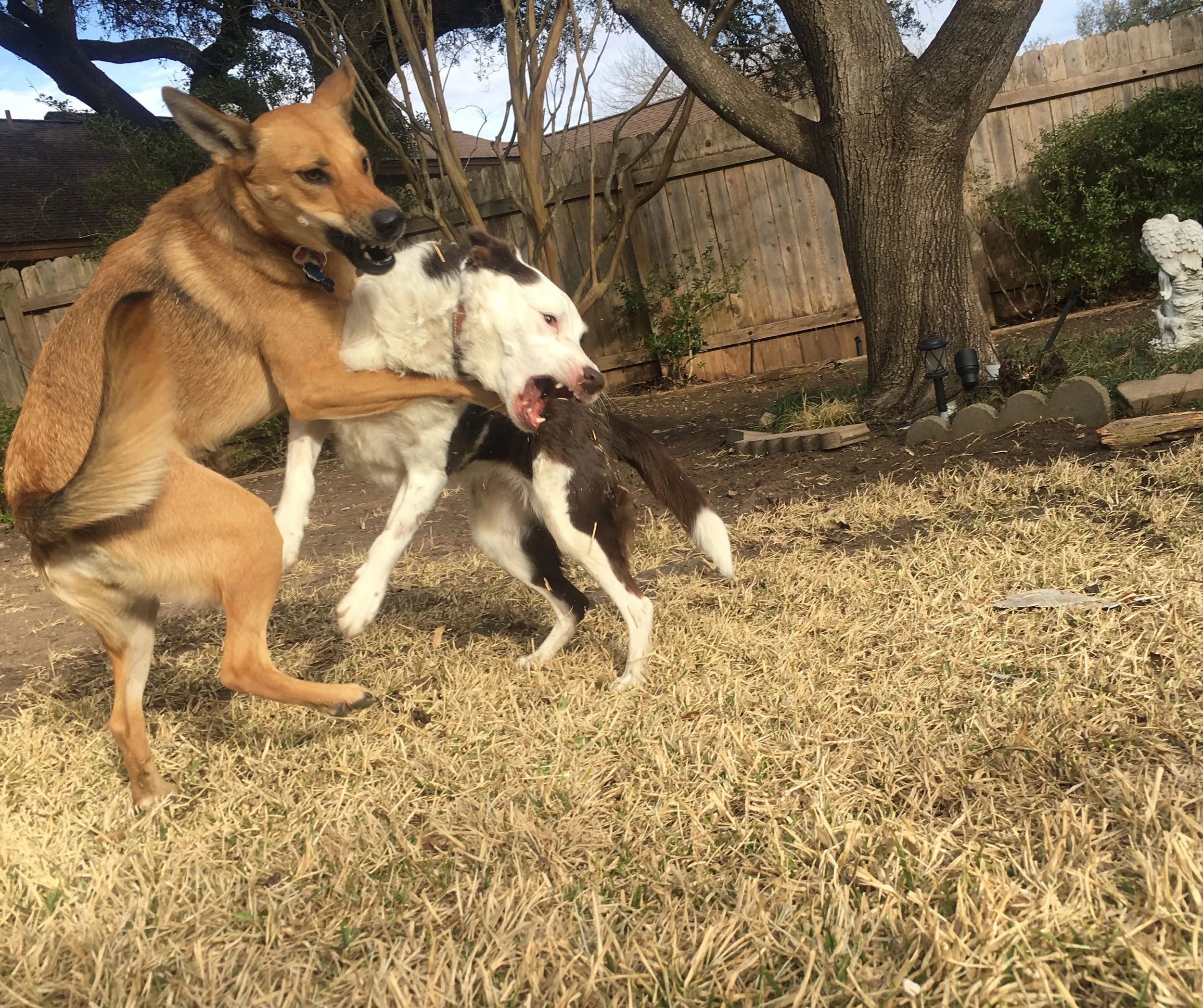 Two dogs play fighting in a fenced backyard with grass and trees.