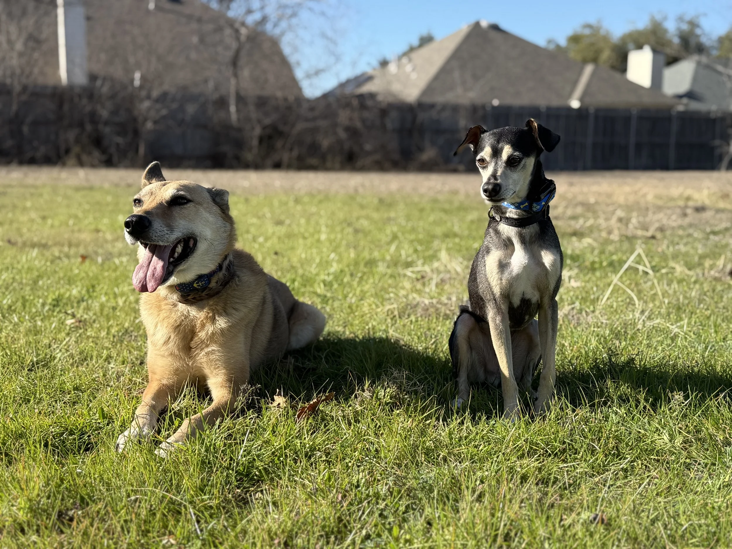 A GSD and a terrier mix relaxing in the grass together after a successful training sesssion in Pflugerville TX
