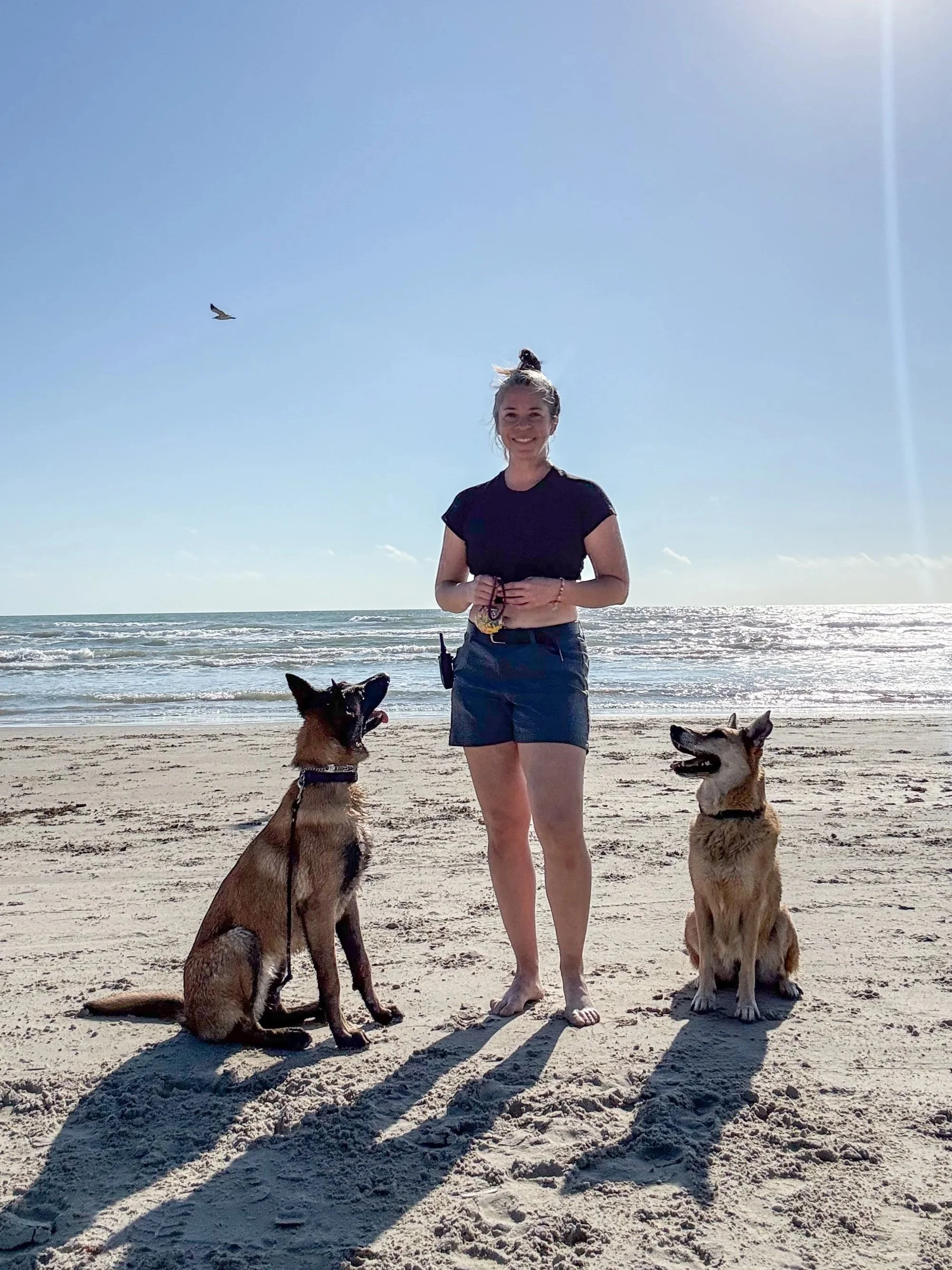 A malinois and a GSD x labrador mix look attentively at their owner while enjoying a day at the beach