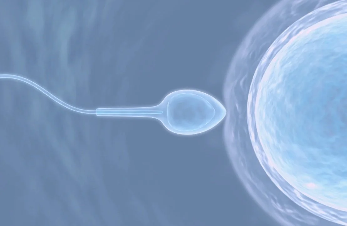 Improving sperm quality