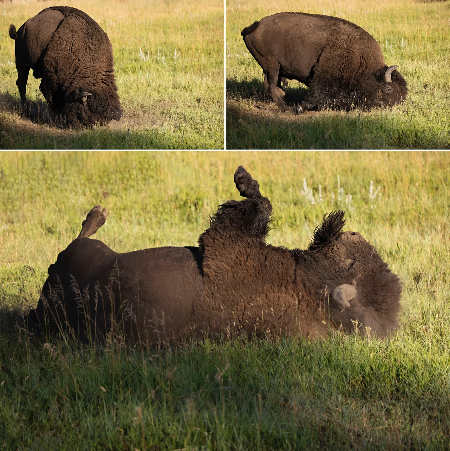 Bison Rut at Custer State Park — Kim Brundage Photography