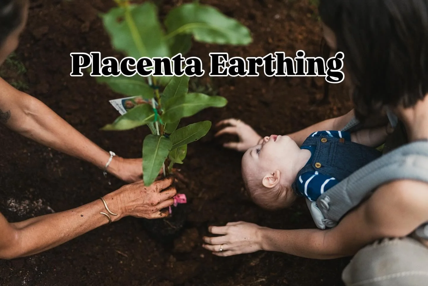Do you have a placenta in your freezer or your womb? Call out to local families looking for sacred land to earth and honour their placenta.

In February this year we hosted a magical Placenta Earthing ceremony on Sorelle with four beautiful families.
