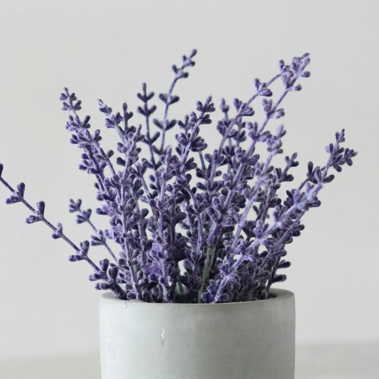 A bunch of lavender flowers in a white pot against a plain background.