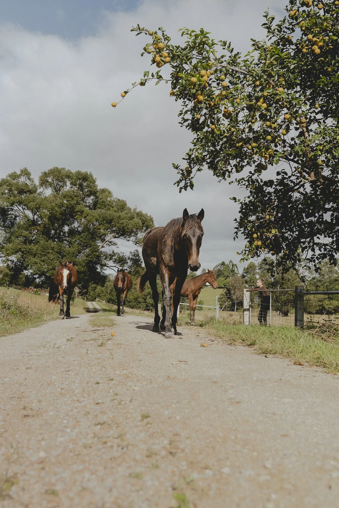 A group of horses walking on a dirt path near a lemon tree full of yellow lemons, with trees and a figure in the background, under a cloudy sky.