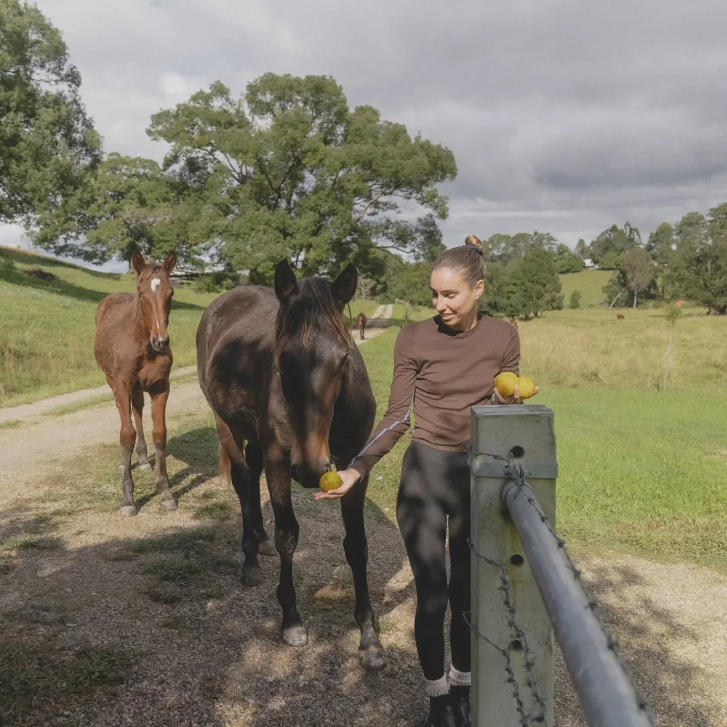 Just your average afternoon&hellip; feeding the neighbours a few bush lemons 🍋🐴

They wander down the lane most days, always hopeful for a snack and a scratch.

📷 @byharrisonadams
.
.
.
.
.
#horsesofinstagram #TinyHomeEscape #ByronBay #FeelNSW #Of