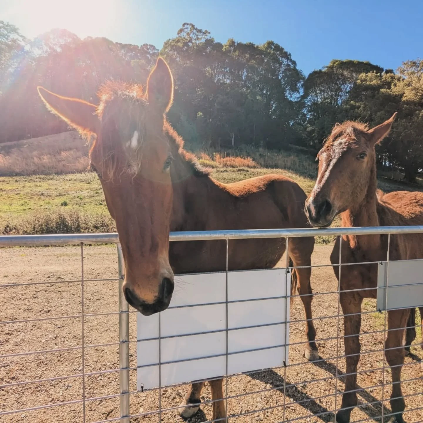 We haven't given a Papi update for a little while.

She's becoming more and more curious of the tiny home and often visits in the morning for head scratches.

Obviously a massive hit with guests - they come for the serene nature and stay for the chee