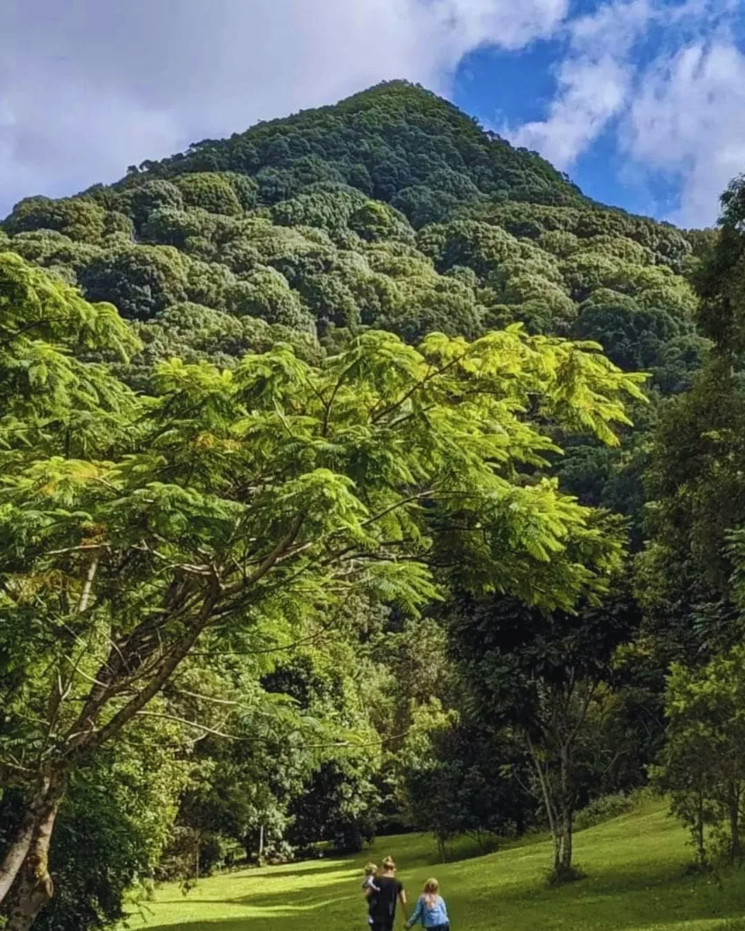 Mount Chincogan. Seven minutes from the front gate. Forty minutes to the top.

The view earns it - Byron Bay to the east, the Tweed ranges to the north, the hinterland paddocks filling the valley below. In autumn the light is different: lower, golden