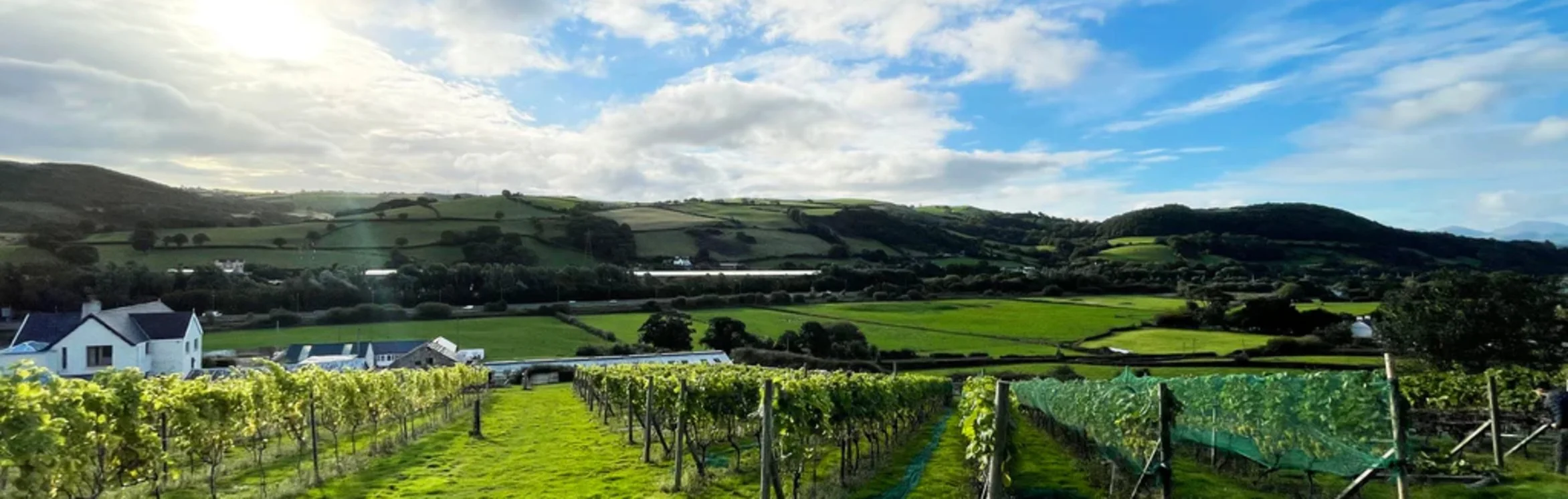 Welsh Wine Week Y Marram X Gwinllan 