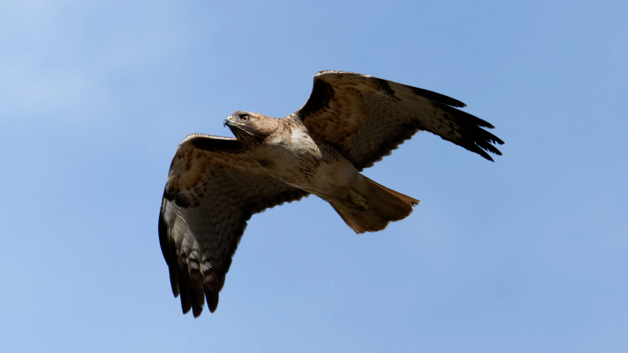 AR500014_1_J98_v1.jpg