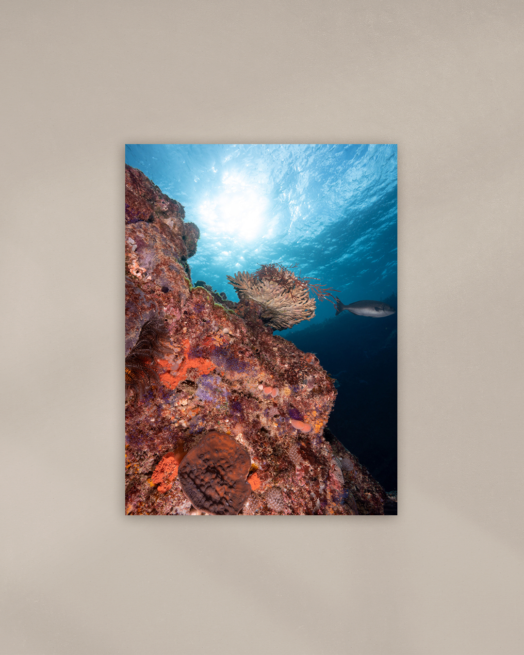 soft-solar-corals-print.png