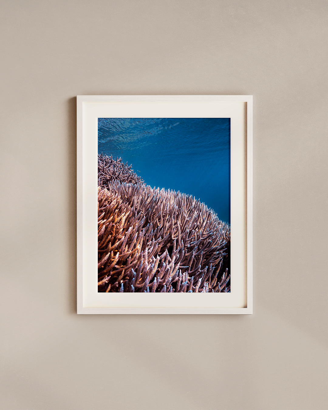 coral-patches-white.png