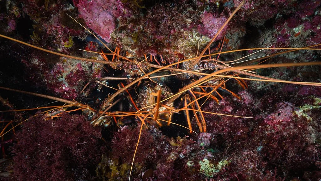 LobsterRaveCave-Abrolhos.jpg