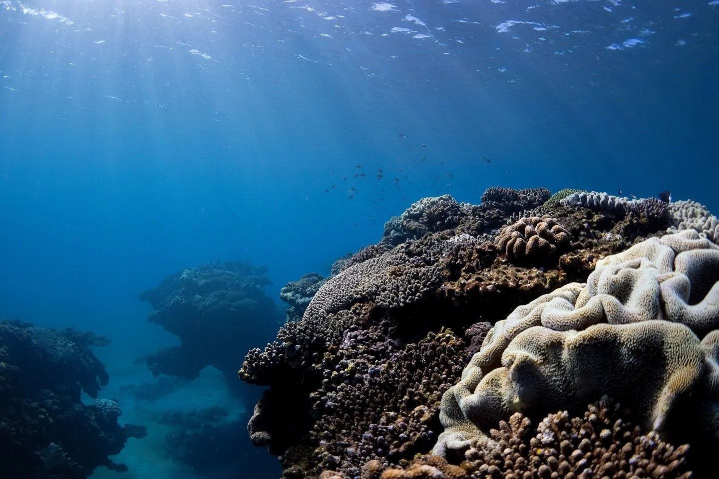 Coral gardens, Exmouth 🪸🪸

#justanotherdayinwa #coral #coralreefs #australiascoralcoast #perthisok #abcmyphoto #seeaustralia #tourismwa #wathedreamstate #underwaterphotography