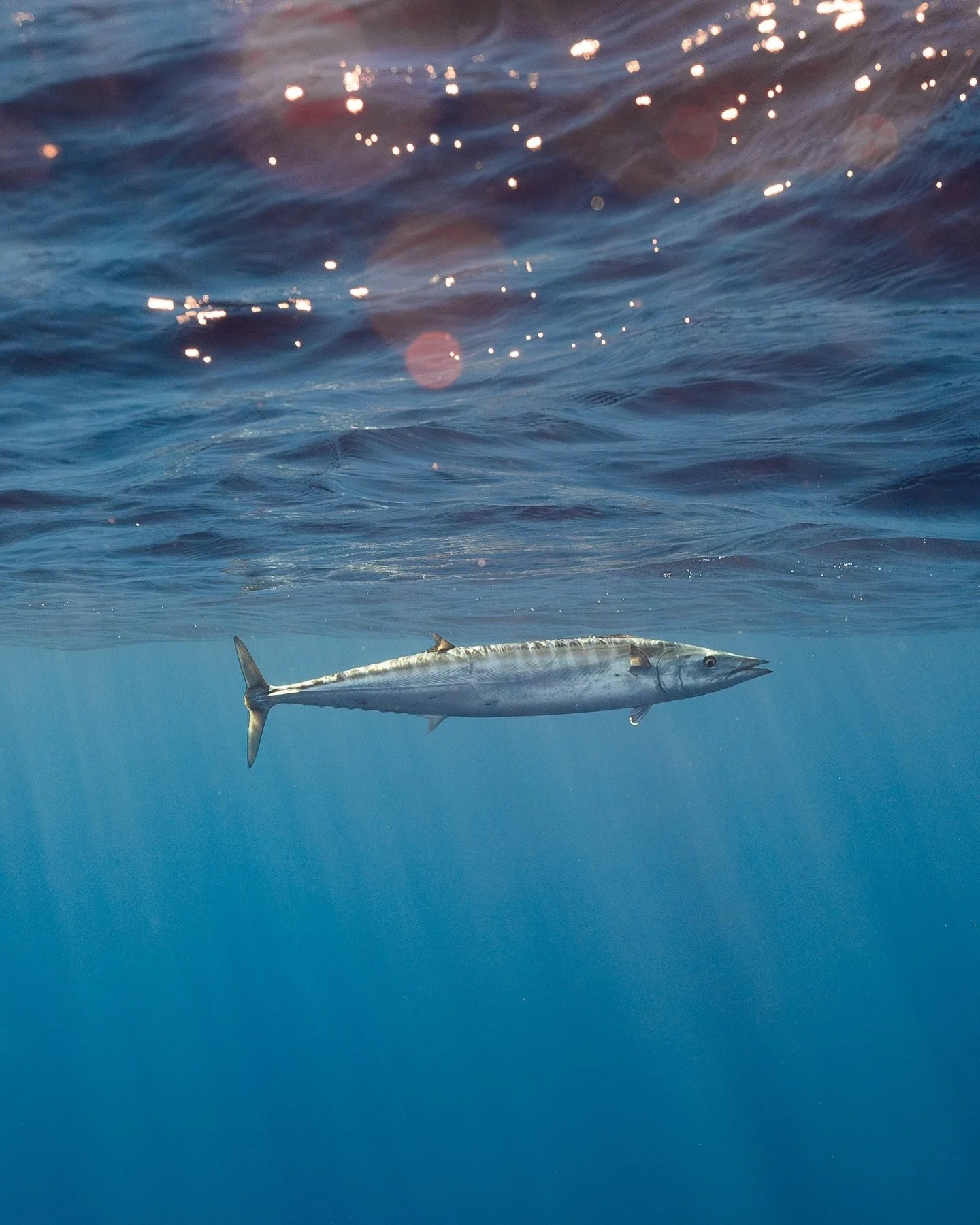 Wahoo getting curious and giving us the look over - beautiful fish to look at (and even better to eat!)

#wahoo #spearfishinglife #underwaterphotography #tourismwa #perthisok #abcmyphoto #waparksandwildlife #wathedreamstate #wonderoutyonder #pelagica