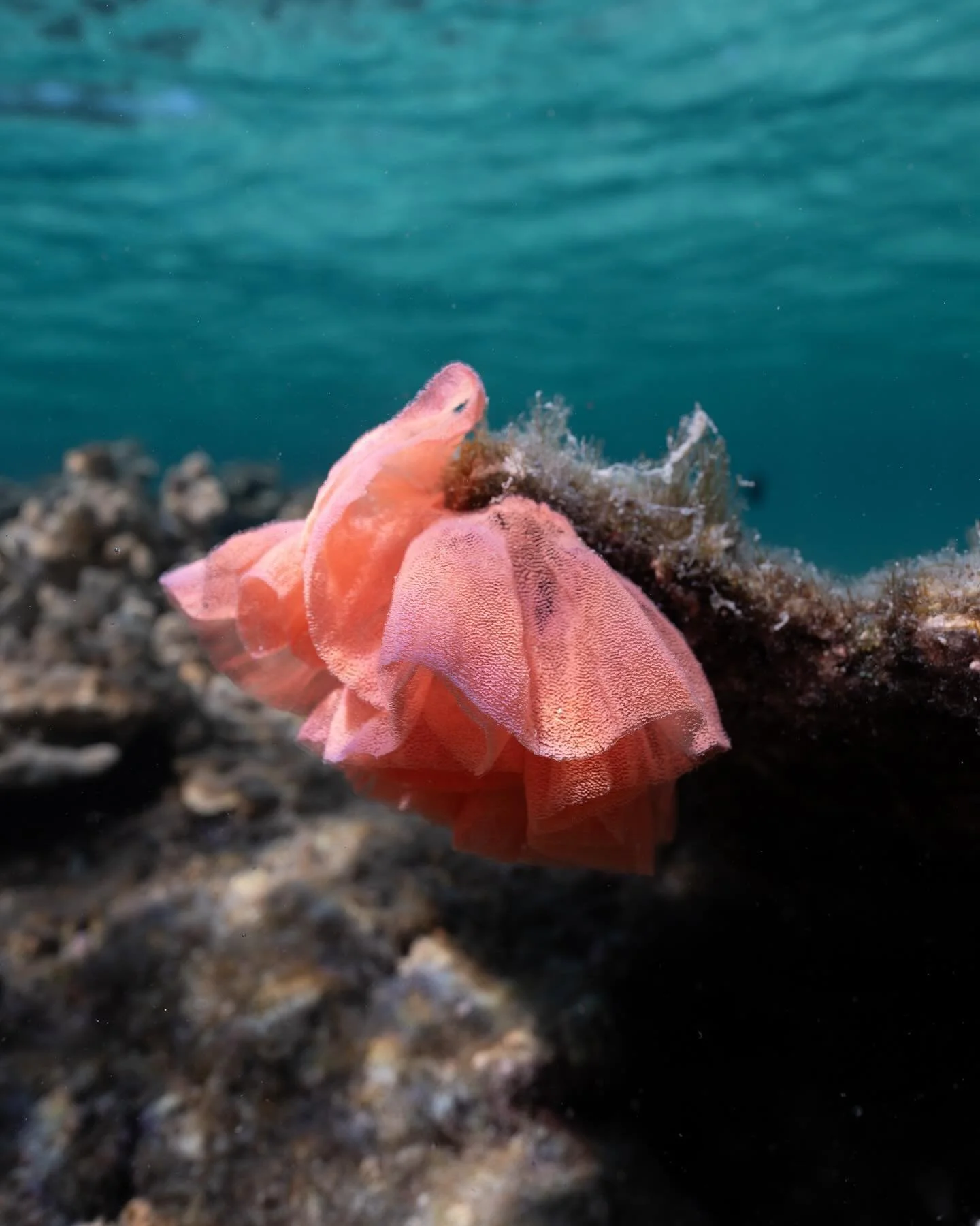 Have you ever seen this pink ribbon when snorkelling?!

This is a nudibranch egg ribbon. After mating, the nudibranch will lay their eggs in ribbons which are glued on one side to the rock. They start out a lot brighter in colour and eventually fade 