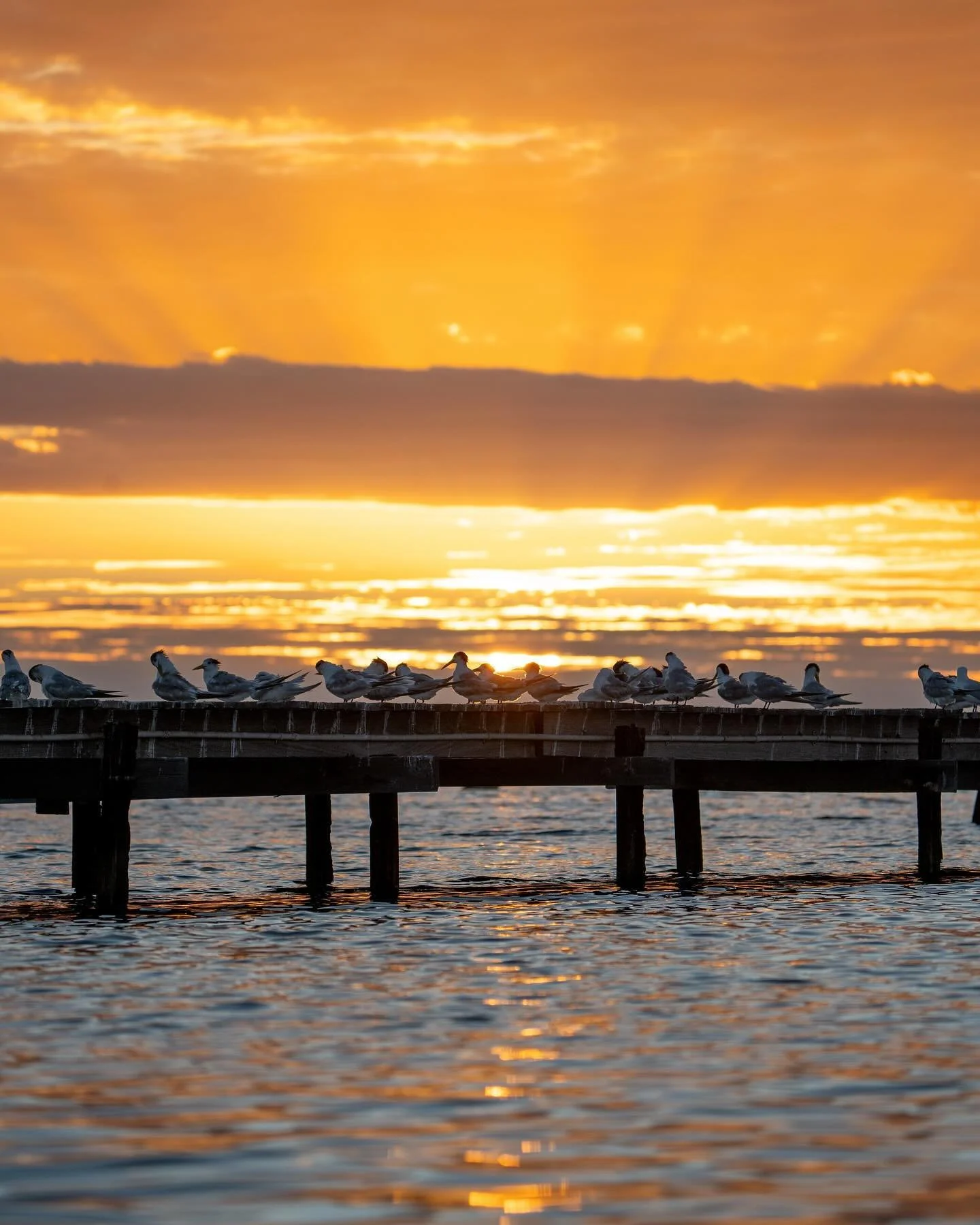 Picture this; you&rsquo;re sitting on the edge of a coral island, the tide is coming in and gently lapping at your feet. You listen to the call of our resident Pacific Gulls as they begin their morning hunt, and in the distance you hear the familiar 