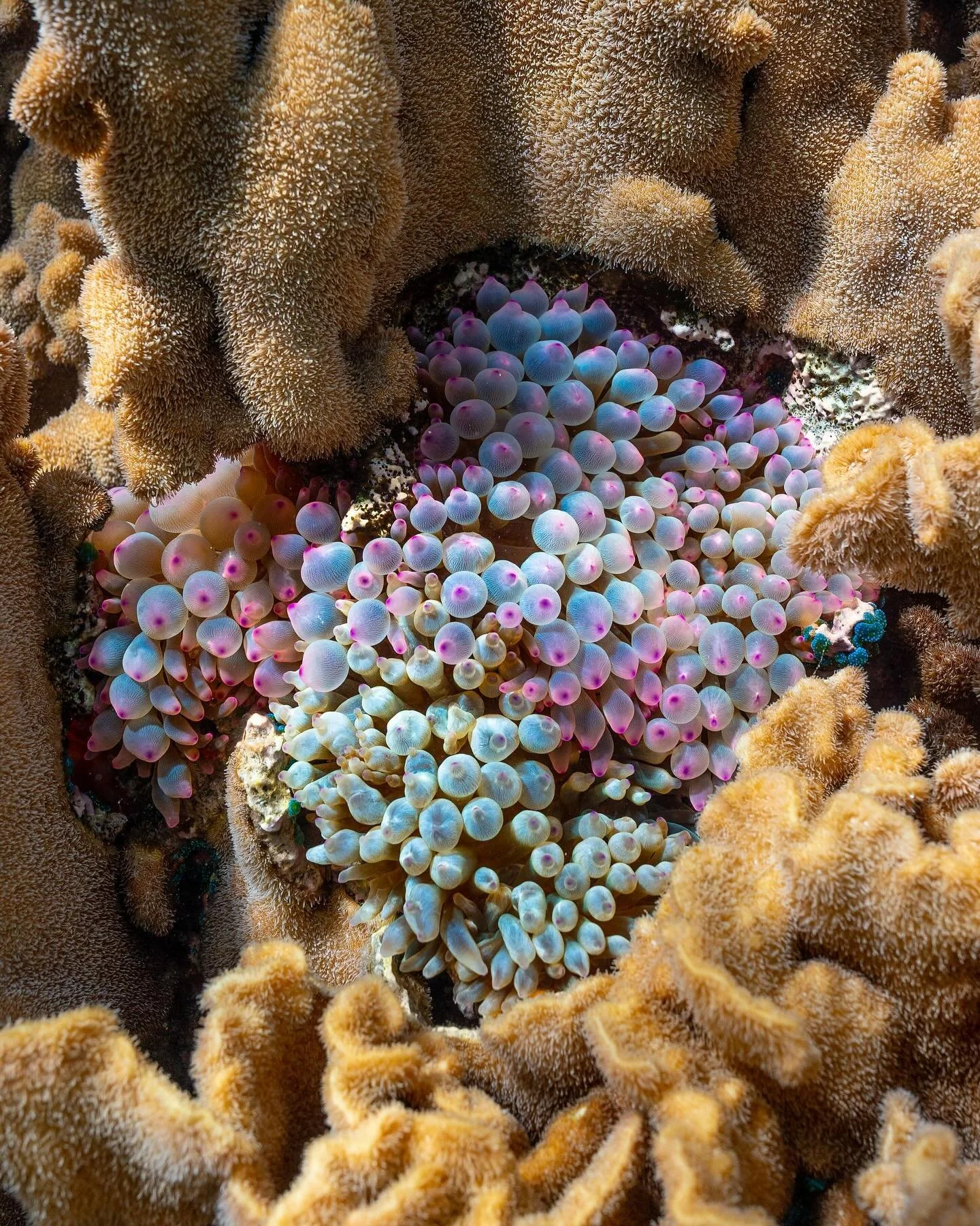 Bubble tip anemone - it&rsquo;s a shame I couldn&rsquo;t get any closer than this, the pattern and colours close up are insane!

#abrolhosislands #freedivingphotography #underwaterphotography #anenome