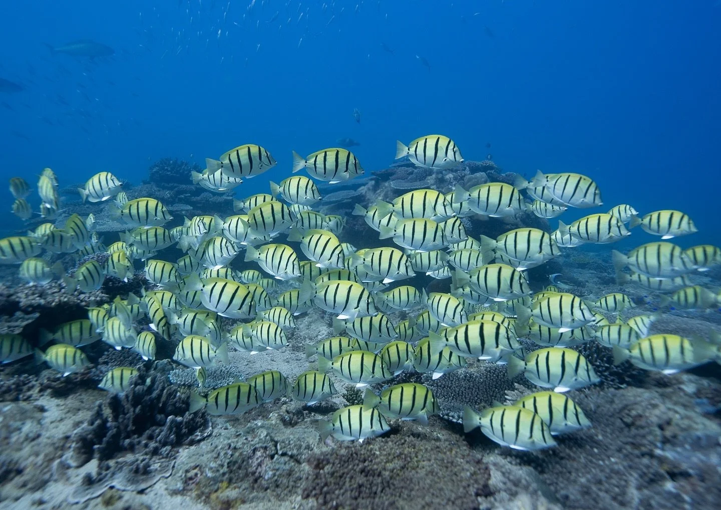 The busy ocean, featuring convict tangs 🐠🐟

#underwaterphotography #convicttangfish #diving #freediving #abcmyphoto #ausgeo