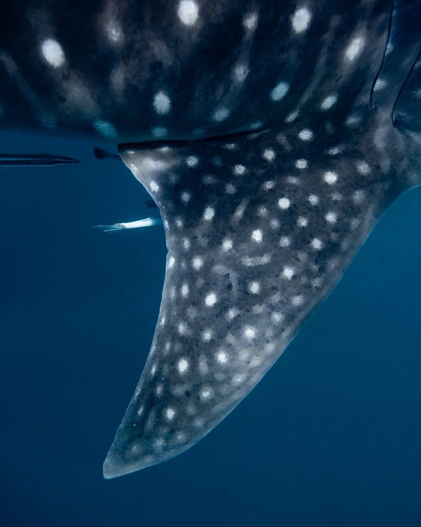 Whale hello, my friend 👋👋

#whaleshark #whalesharkswimming #underwaterphotography #abcmyphoto #ikelite #sonyalpha #westisbest #wathedreamstate #perthisok #freedivingphotography