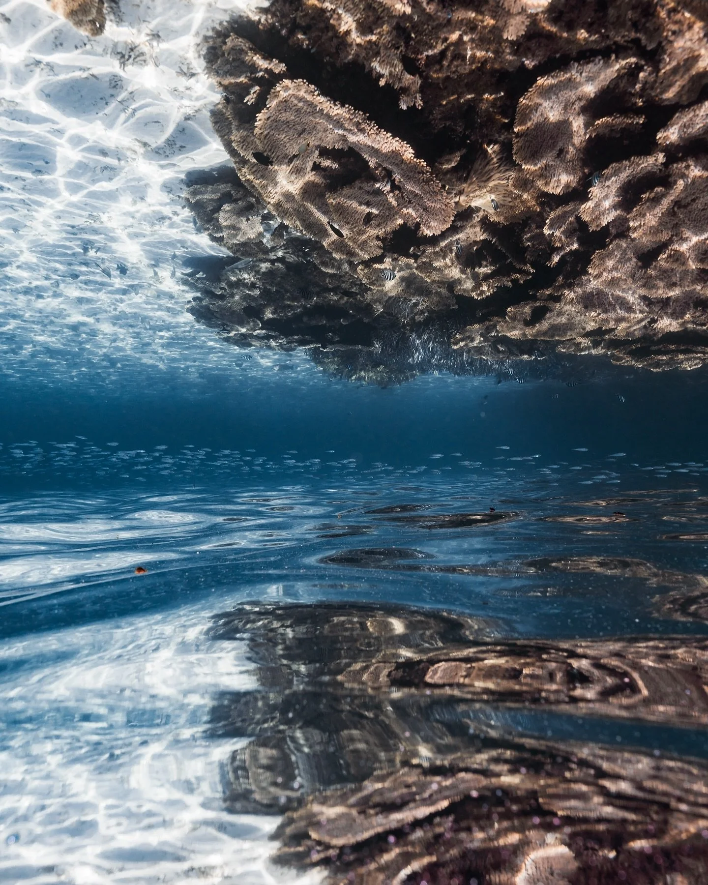 You don&rsquo;t have to go too far to find some snorkelling ground at the Abrolhos!

#abrolhosislands #westisbest #abcmyphoto #coralreef #underwaterphotography