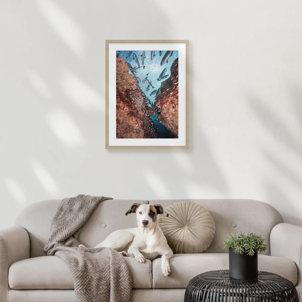 life-below-the-reef_420-x-594mm-a2_50mm_springfield-skinny_interior-dog-on-sofa.jpg
