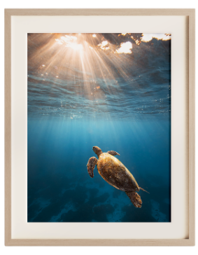 Framed fine art turtle print, ocean wall art by photographer Onika