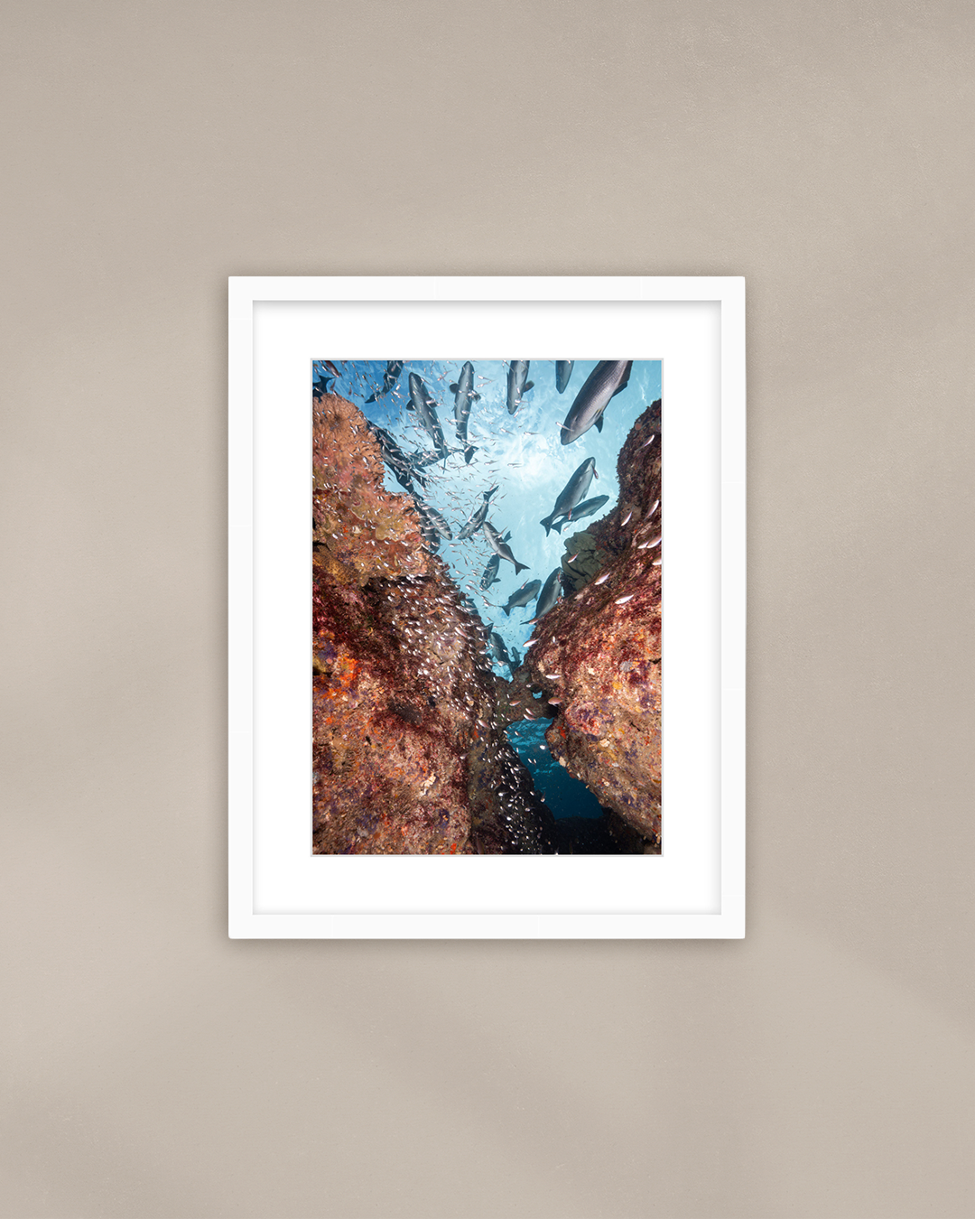 life-beneath-the-reef-white.png