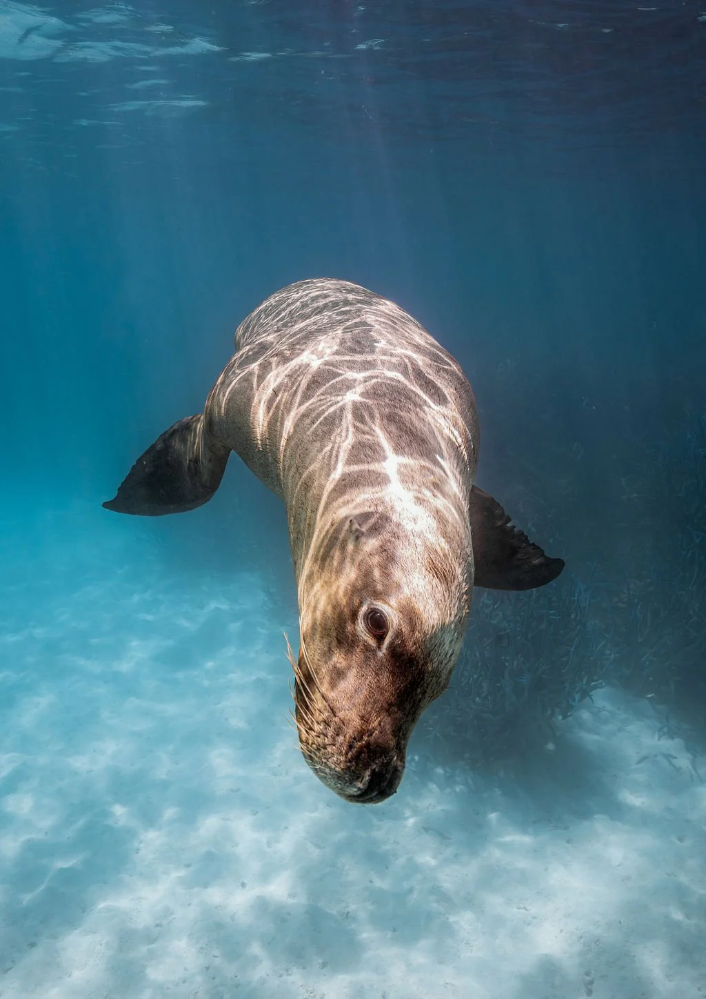 StinkEyeSeaLion-Abrolhos.jpg