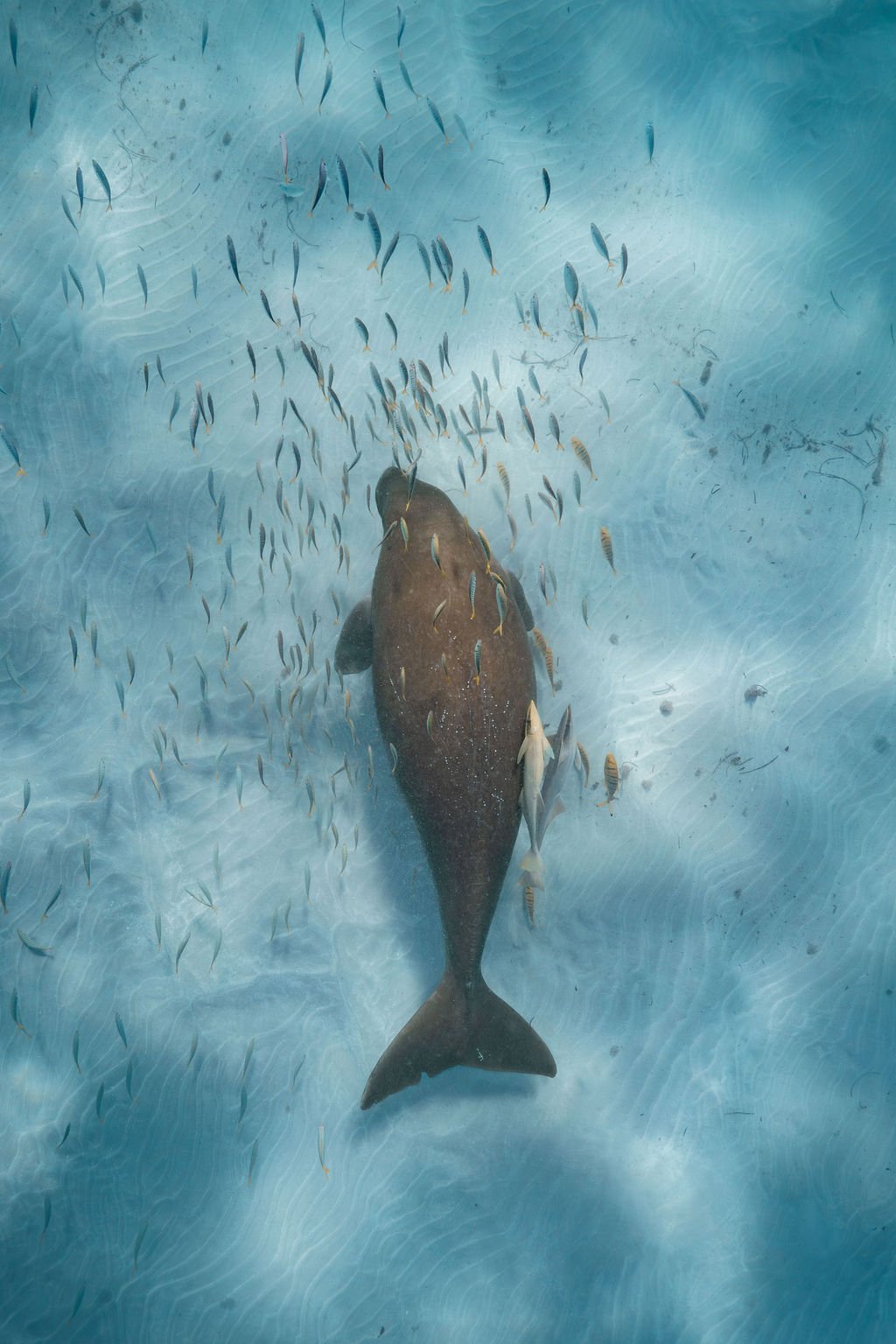 Dugong-CoralBay.jpg