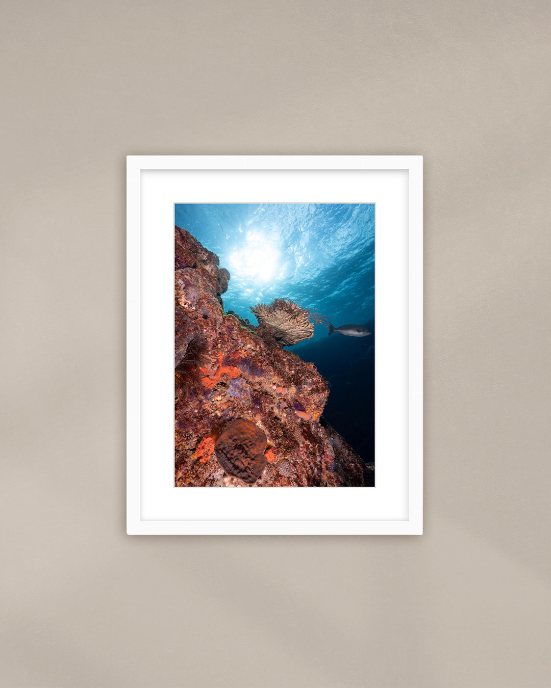 soft-solar-corals-white.png