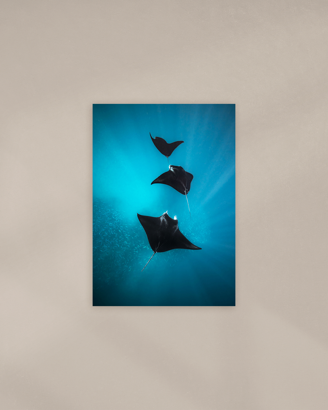 manta-chain-print.png