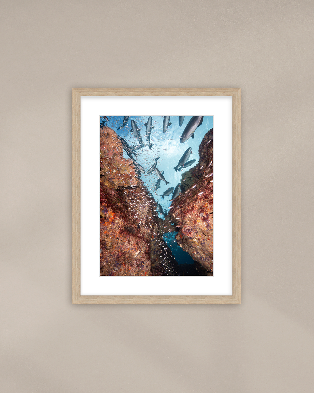 life-beneath-the-reef-wood.png