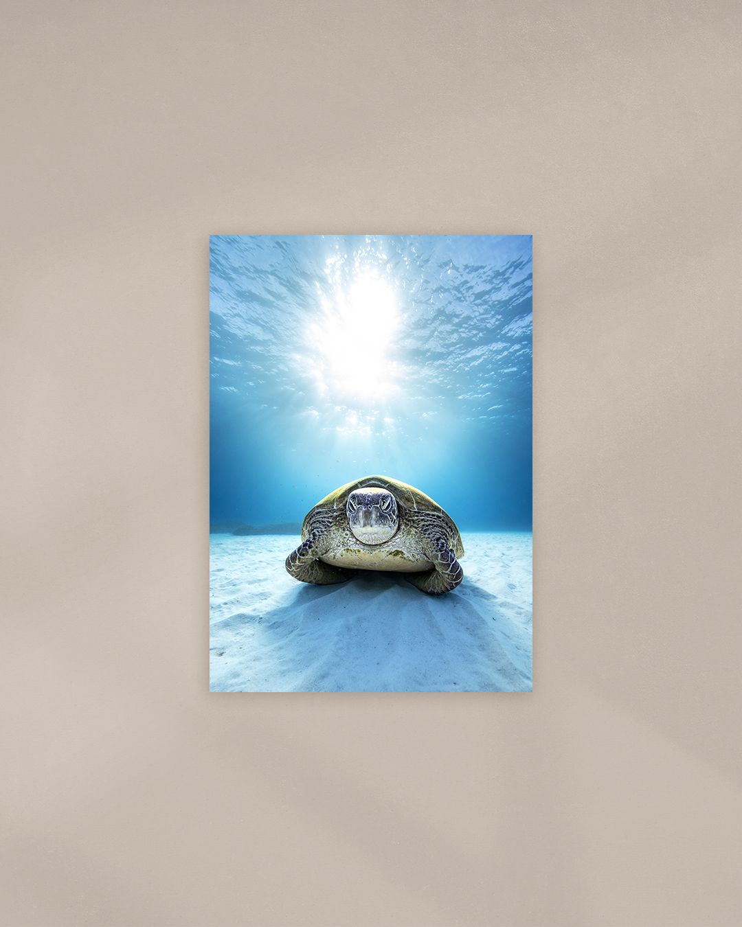 grumpy-turtle-print.png