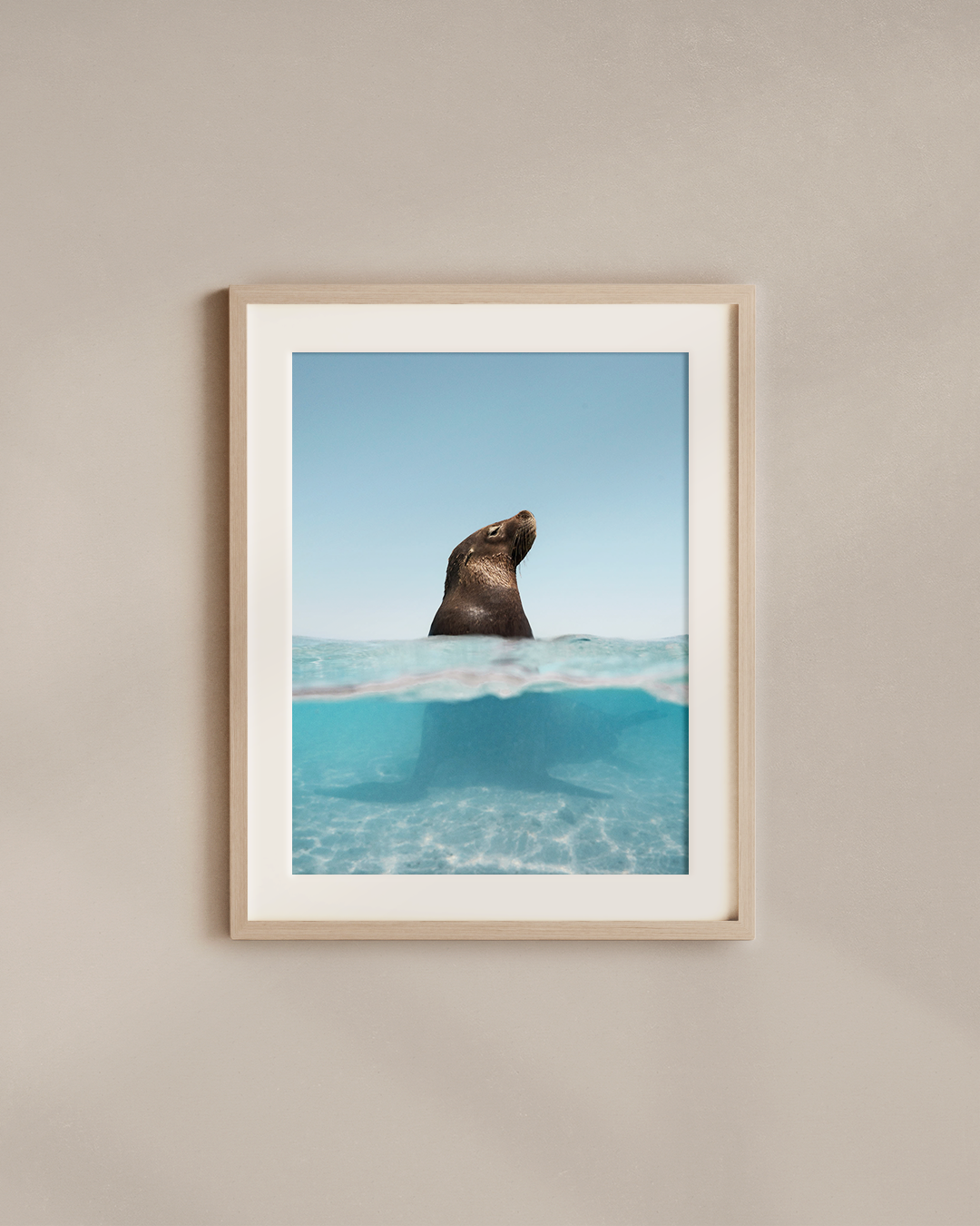 sun-salt-sea-lion-wood.png