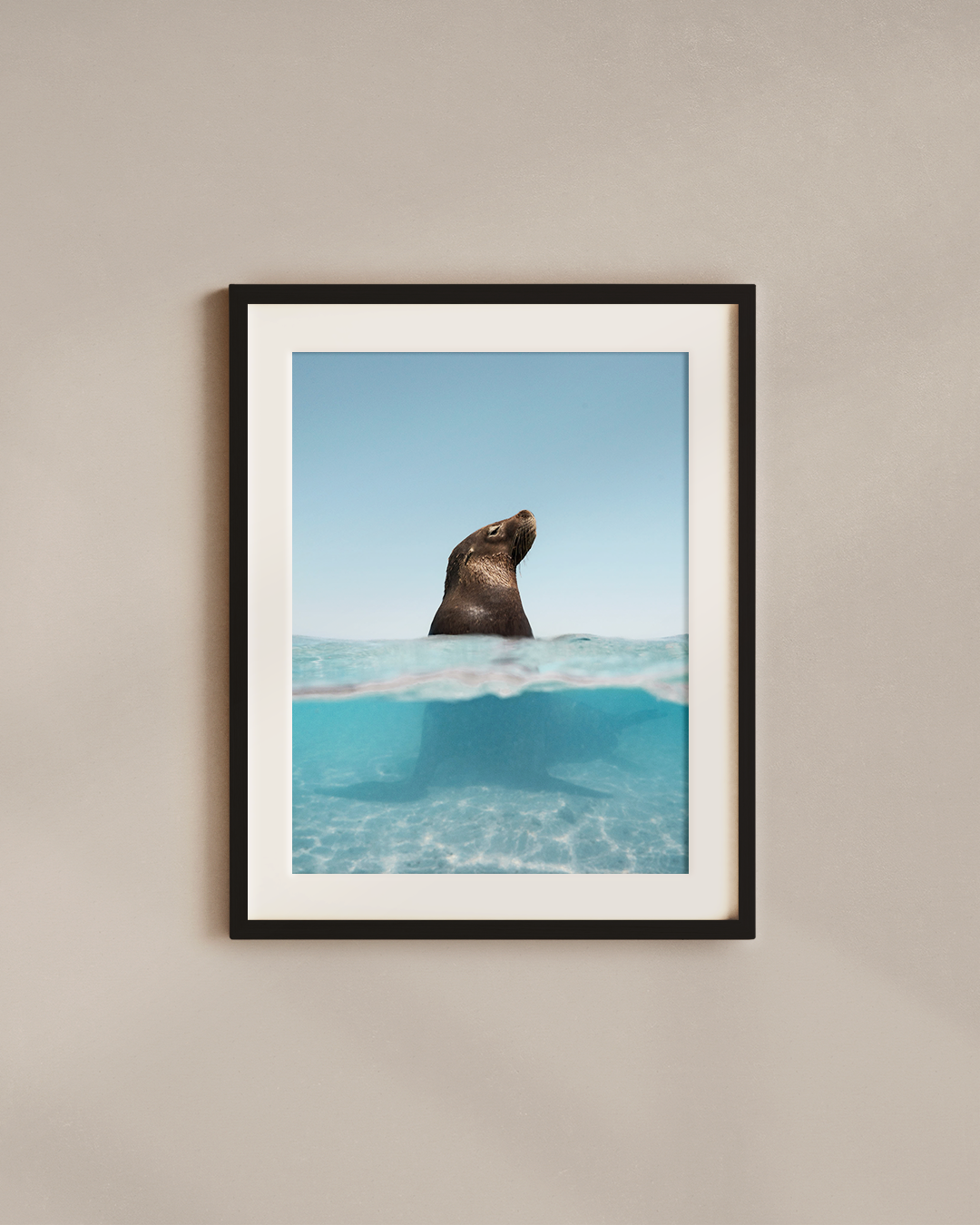 sun-salt-sea-lion-black.png