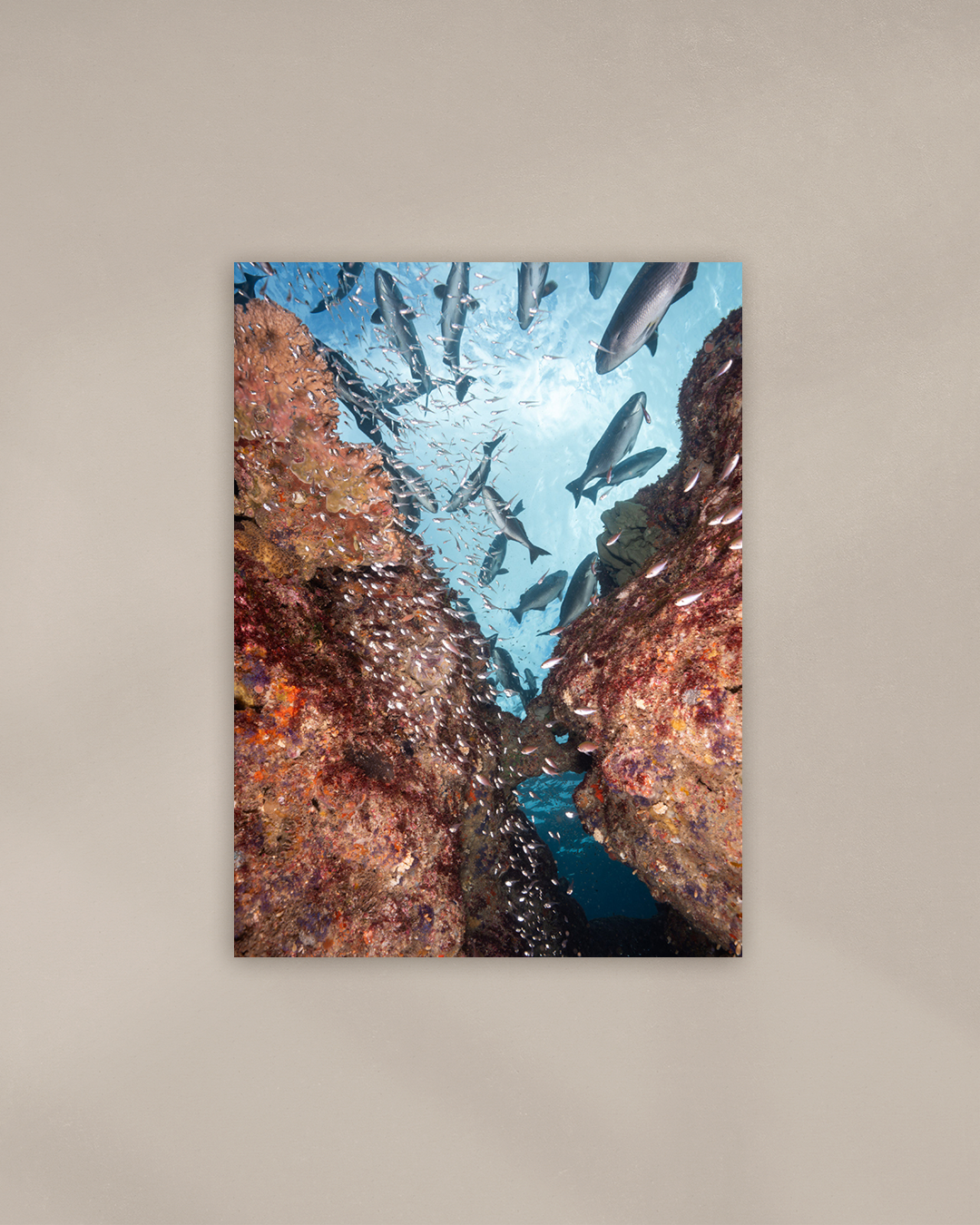 life-beneath-the-reef-print.png