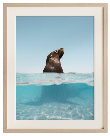 Framed sea lion print, underwater ocean wall art by Onika's Ocean