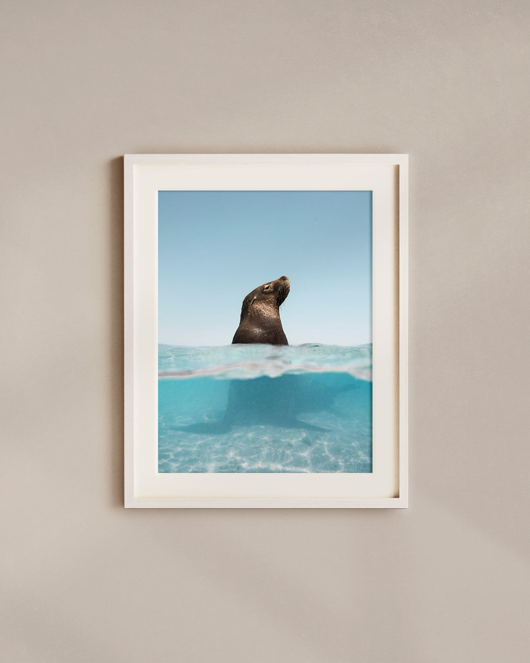 sun-salt-sea-lion-white.png