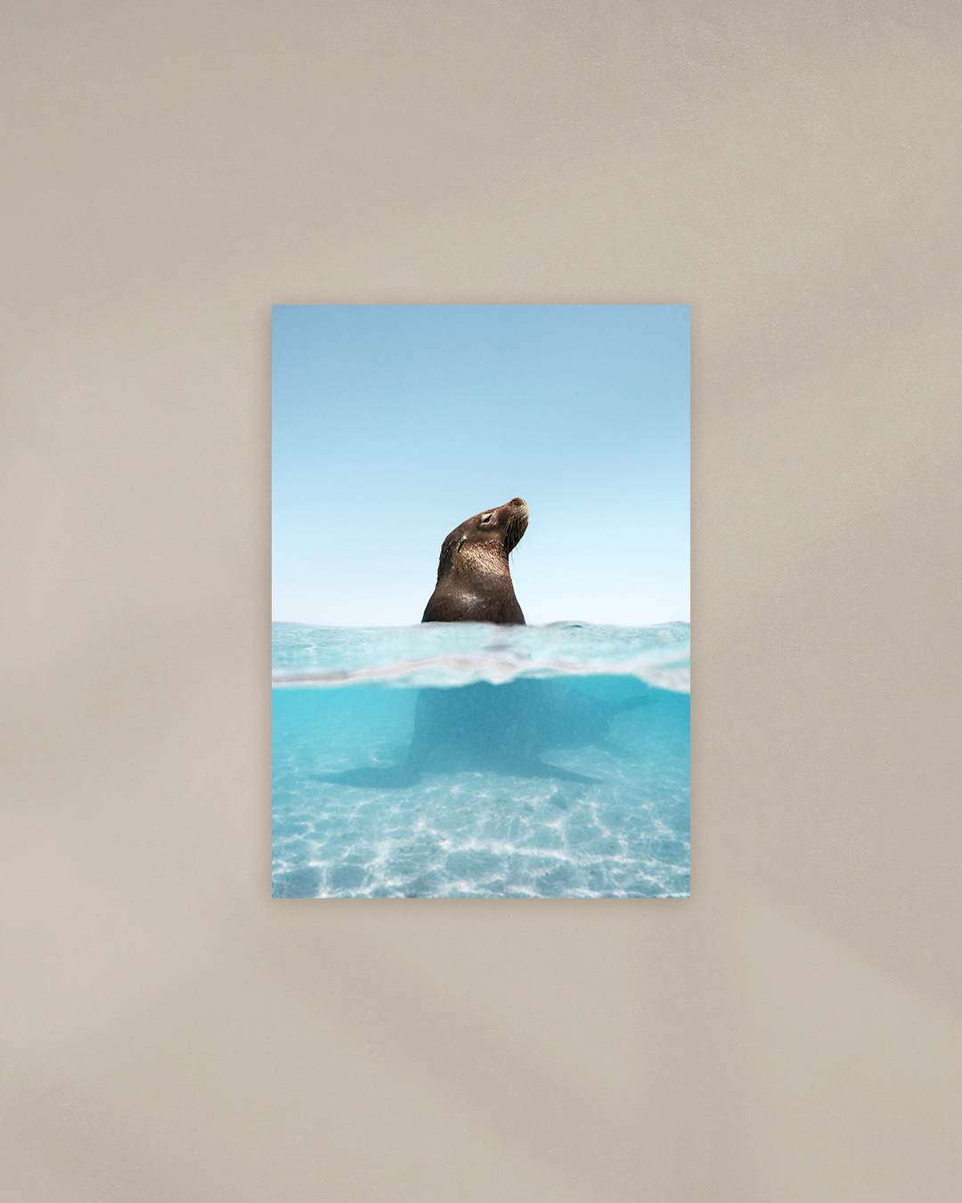 sun-salt-sea-lion-print.png