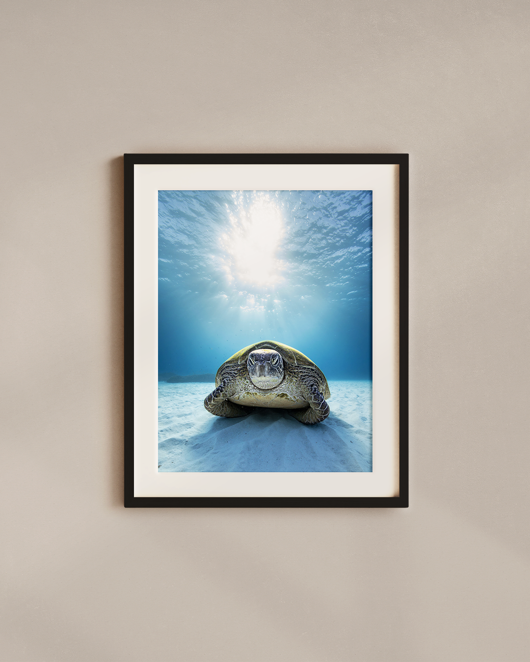 grumpy-turtle-black.png