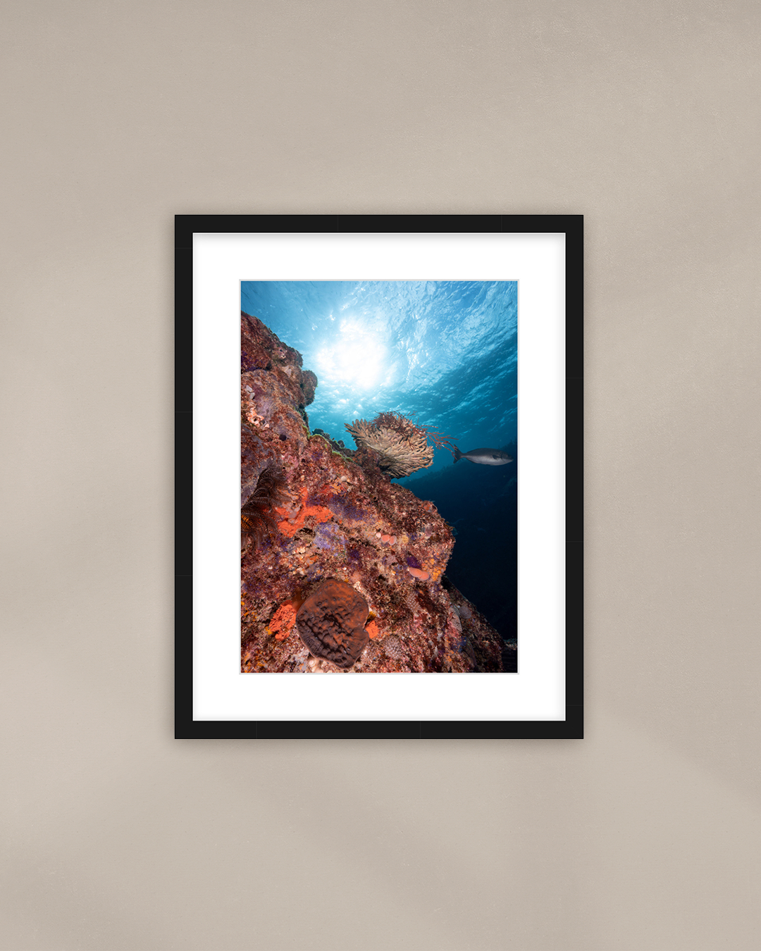 soft-solar-corals-black.png