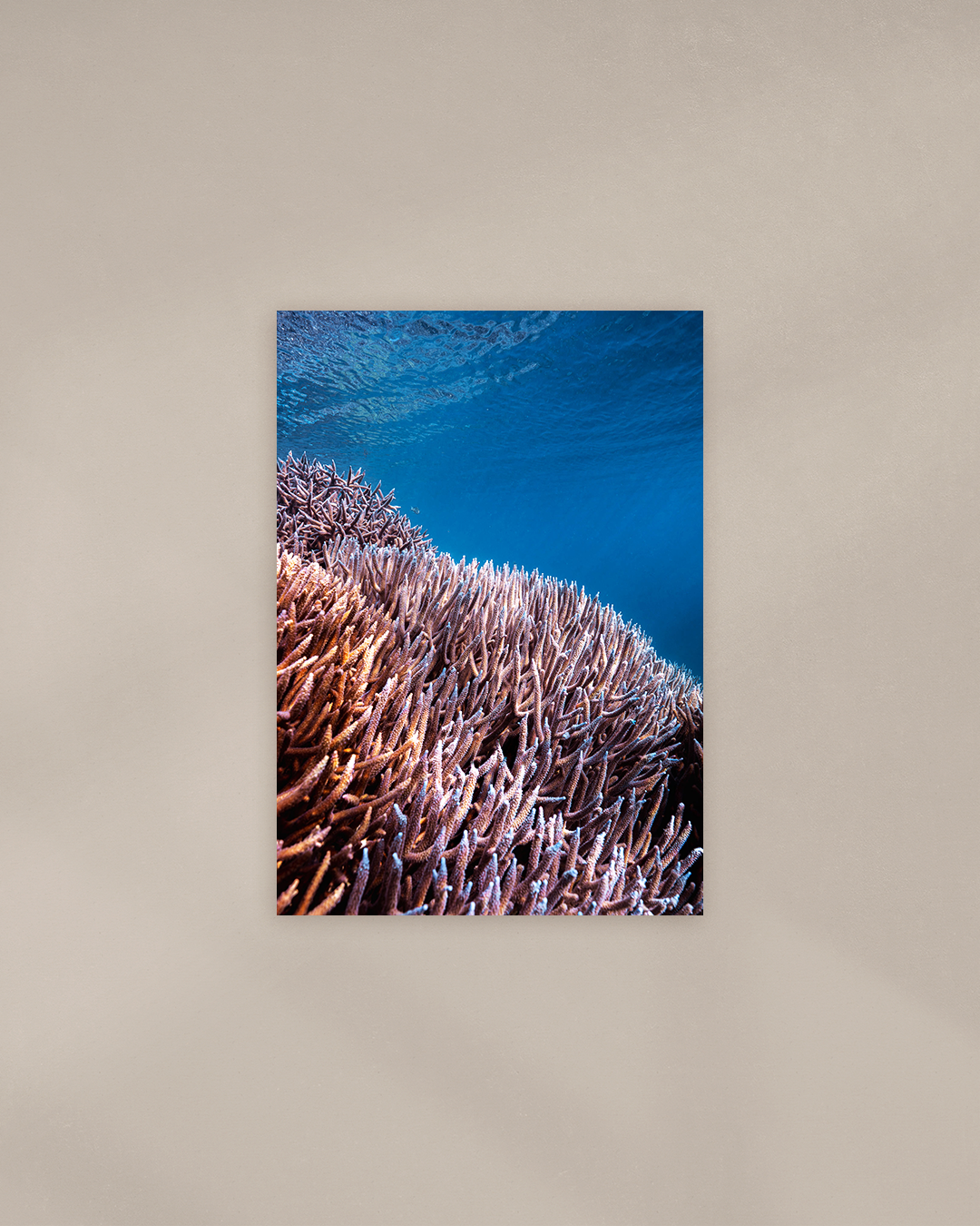 coral-patches-print.png