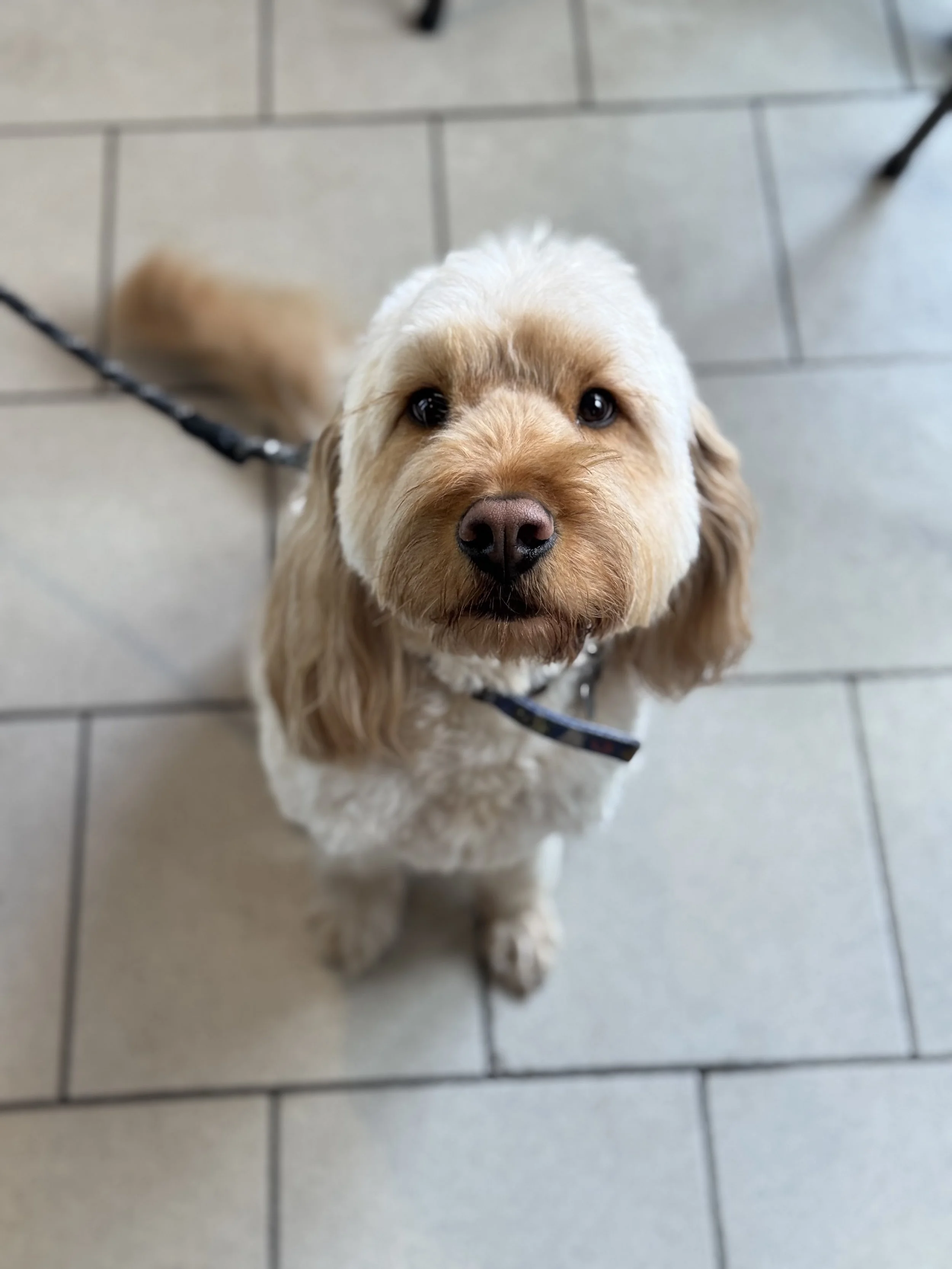 The Best Dog-Friendly Café in Surry Hills (and Why Your Pup Already Knows It)
