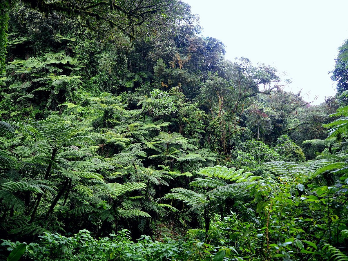 castle-forest-lodge.jpg