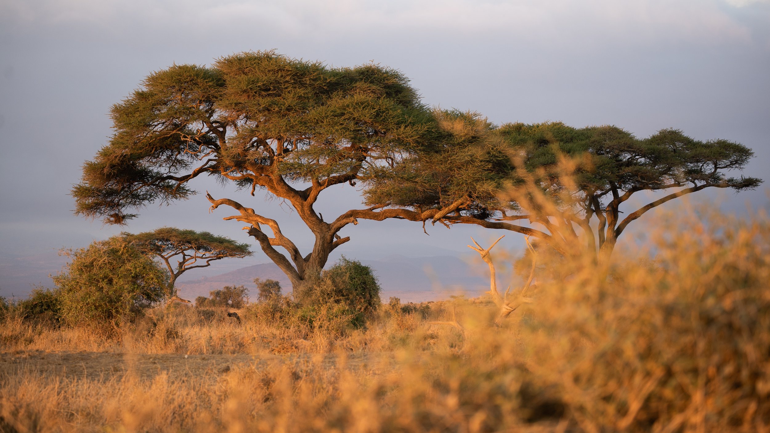 AMBOSELI-37 copy.jpg