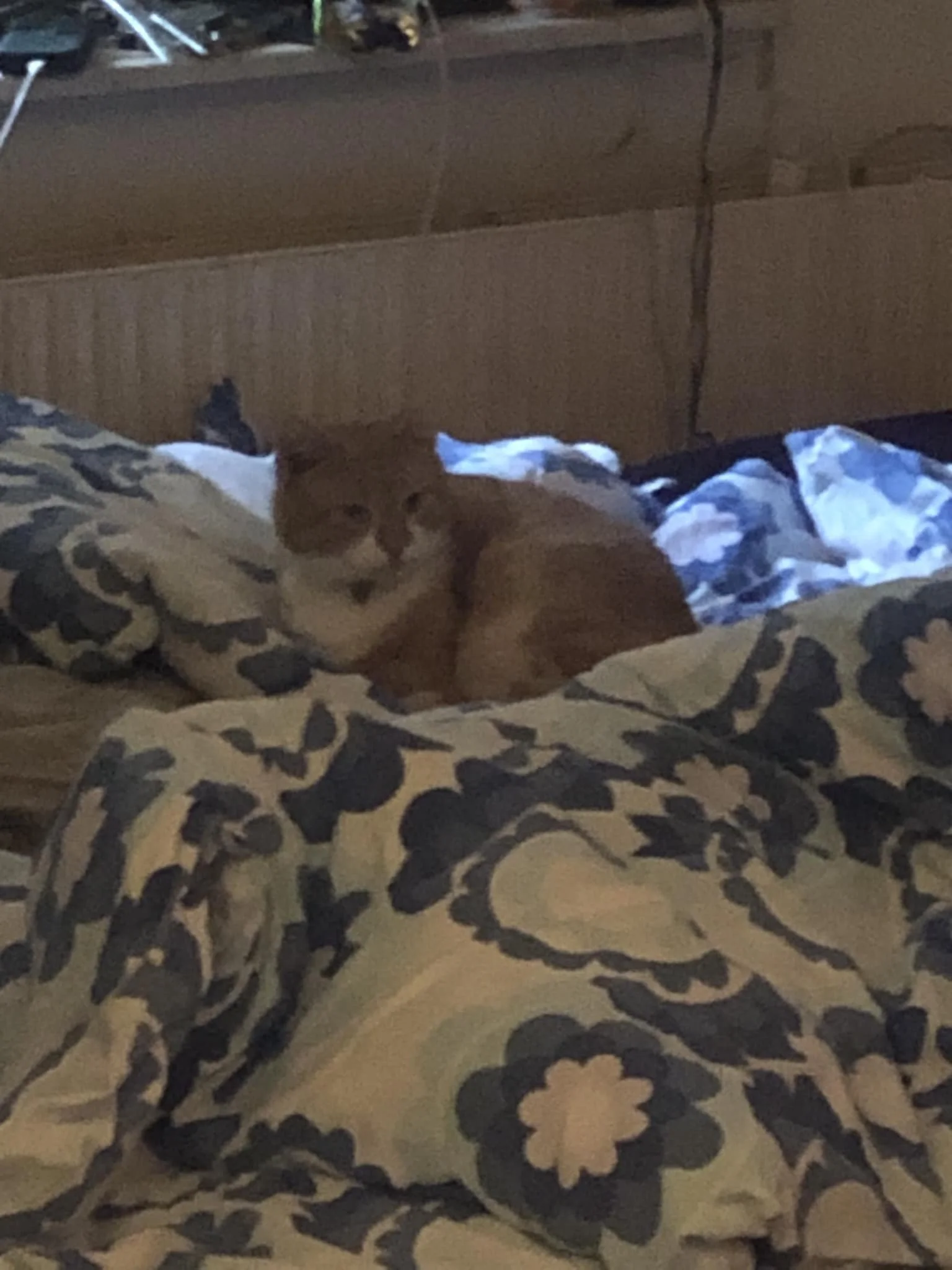 N&aring;r man for ny dyner af sin mor og garfeild god kender det