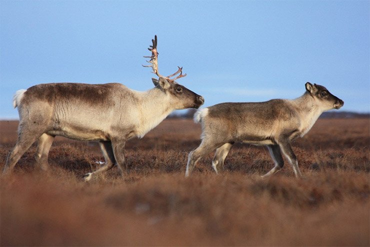 ANWR lawsuit, lost revenues