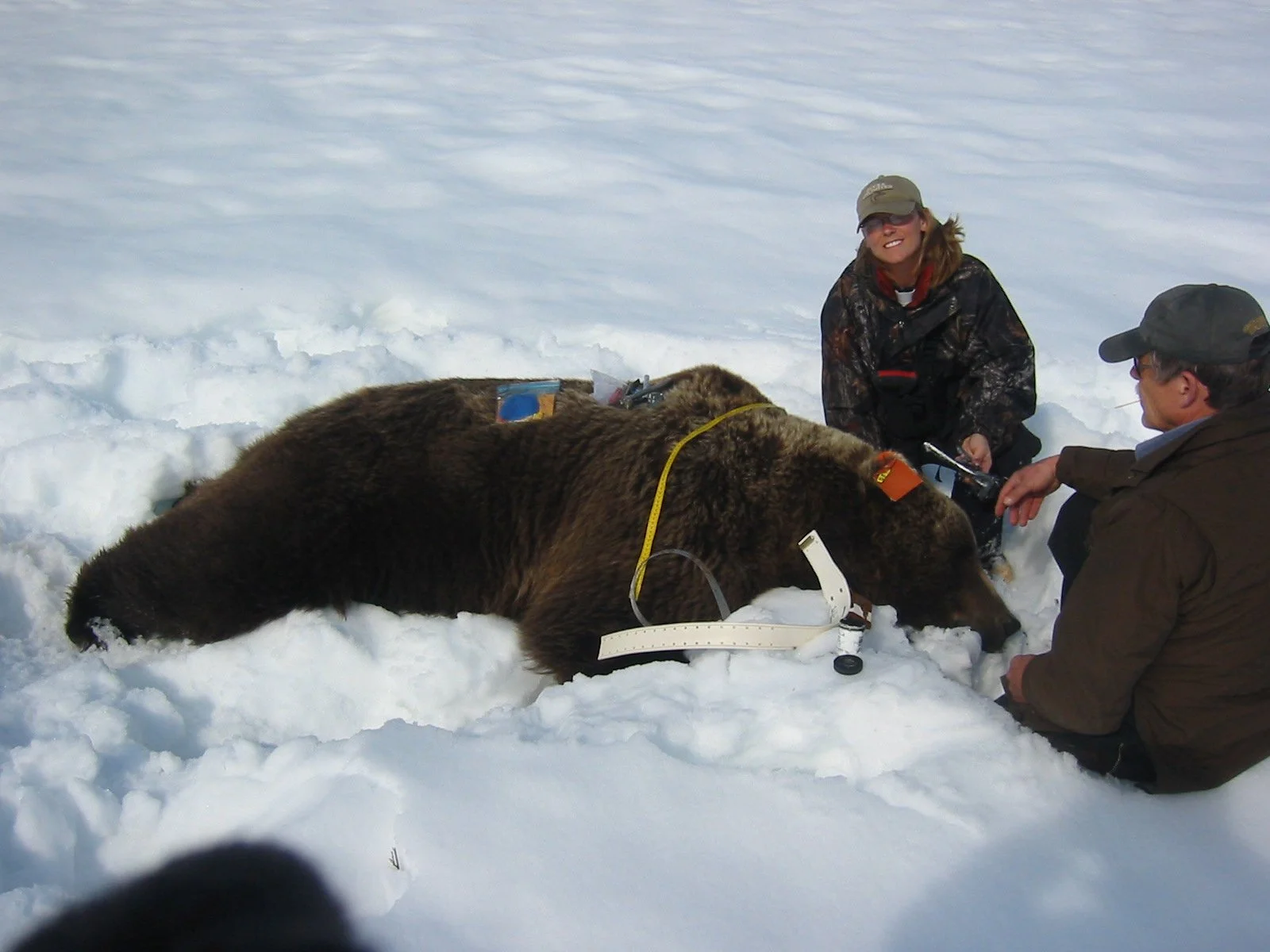 Becky collaring grizzly.JPG