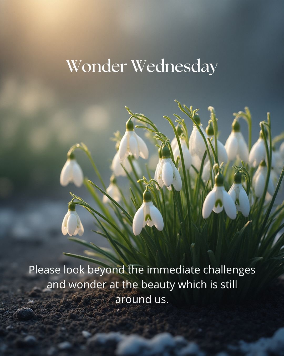 Wonder Wednesday