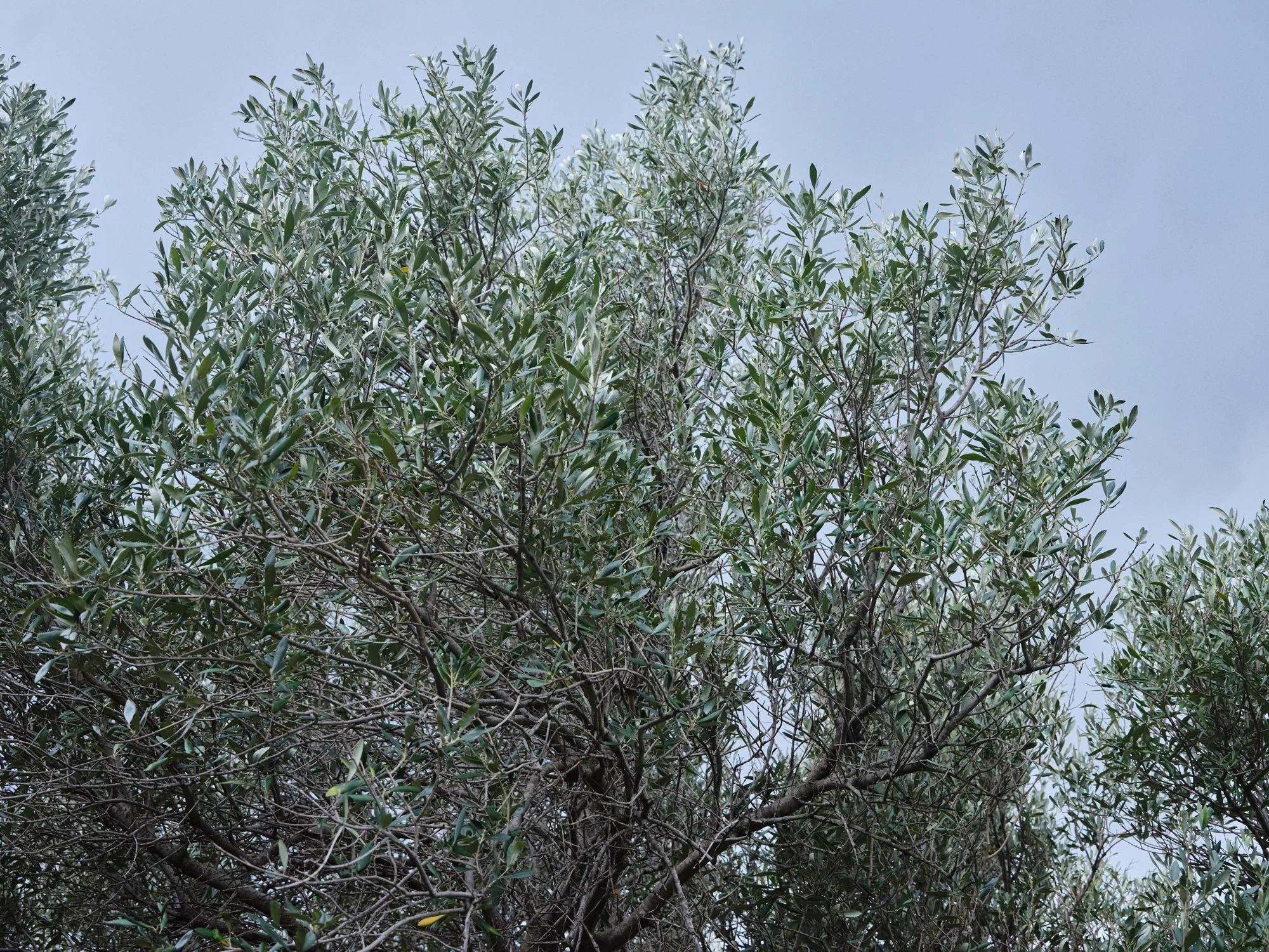 Maison_Racine_Address_The_Invincible_Tower_Olive_Tree.jpg